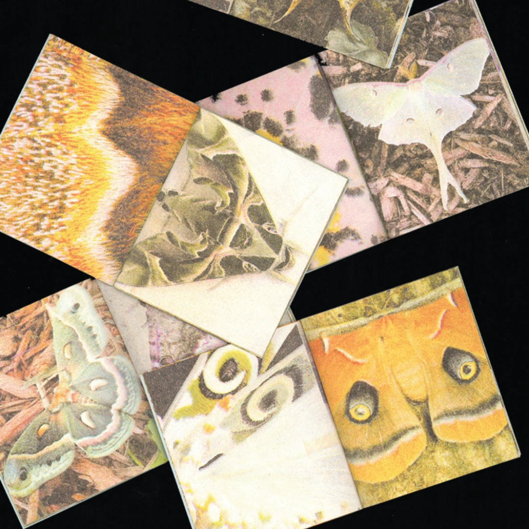 A Pocketful of Moths Mini Zine