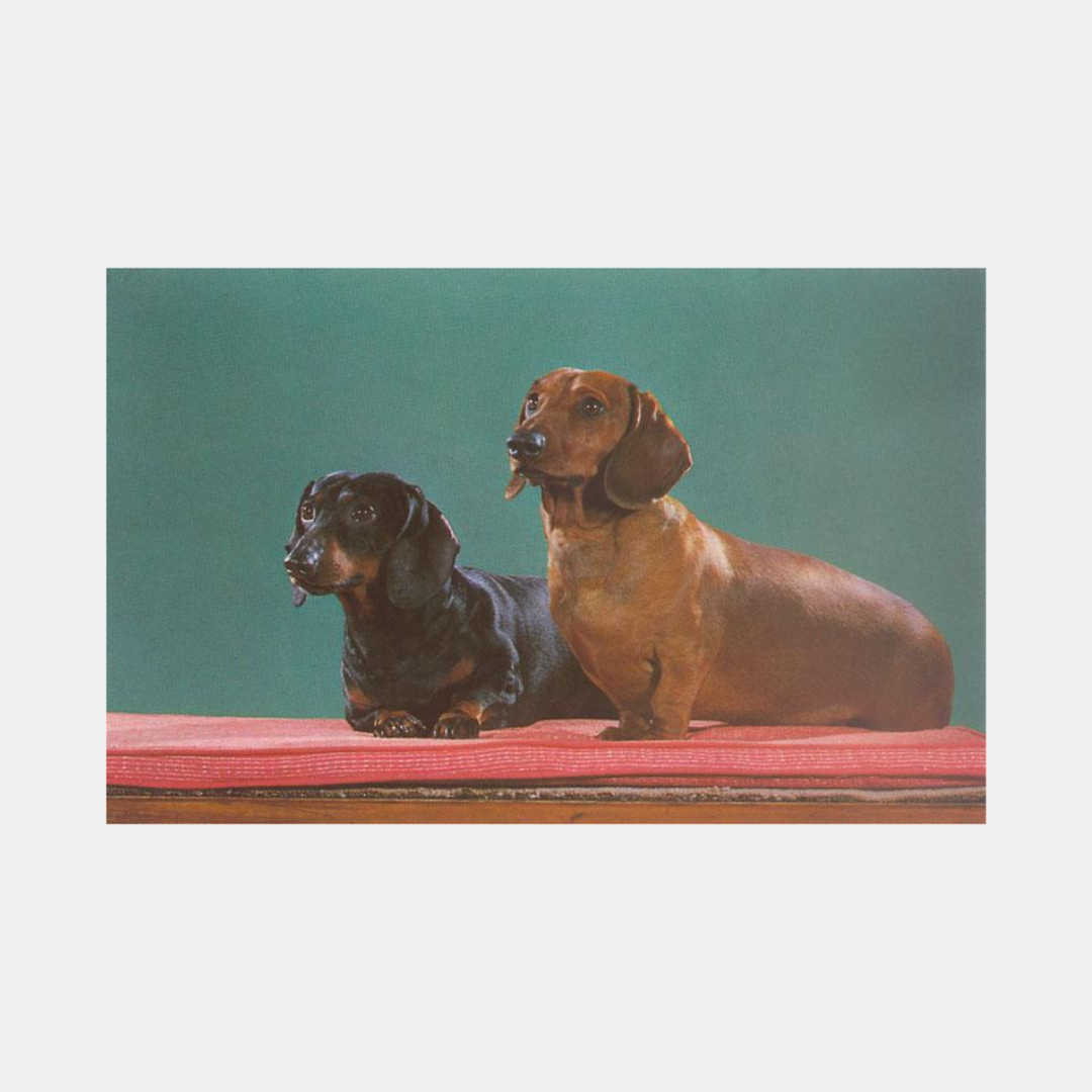 Dachshunds Magnet