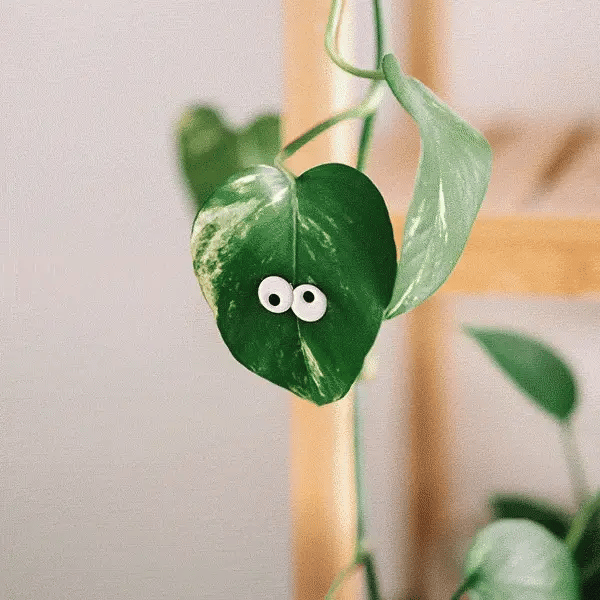 Glow Eyes Magnetic Plant Charm Set
