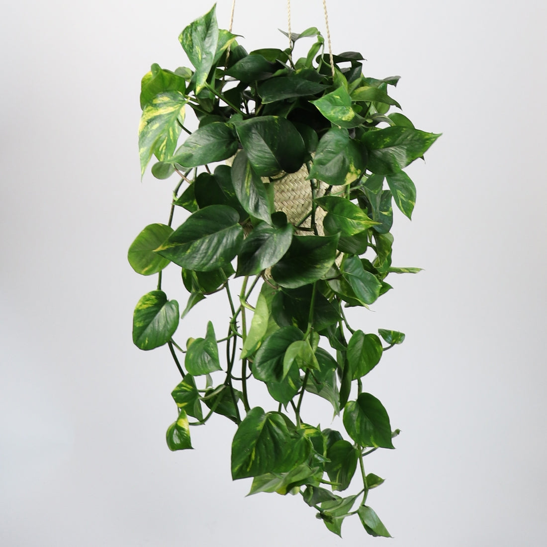 Straw Plant Hanger