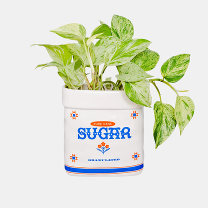 Sugar Jar Planter