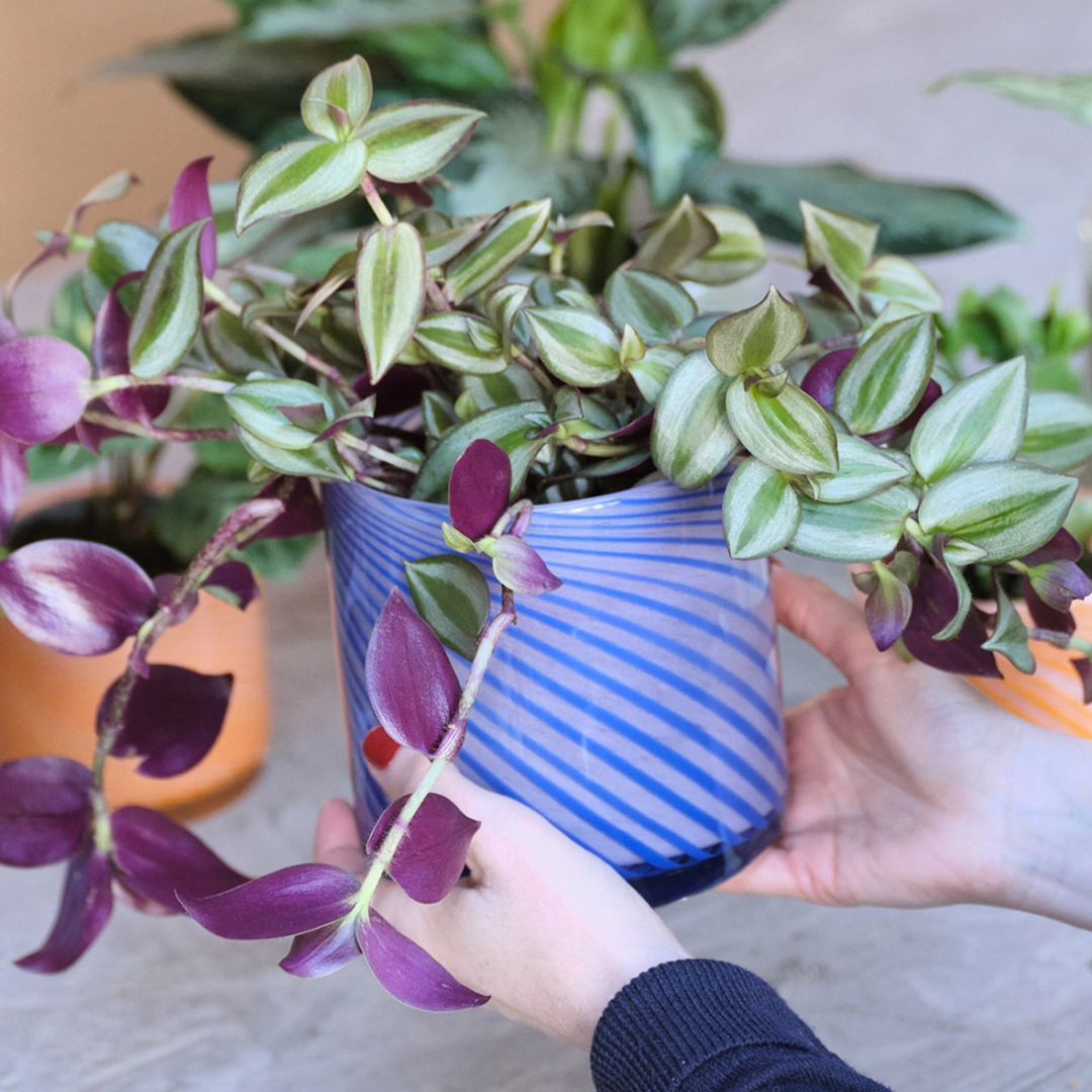 Blue Medium Spiral Glass Planter