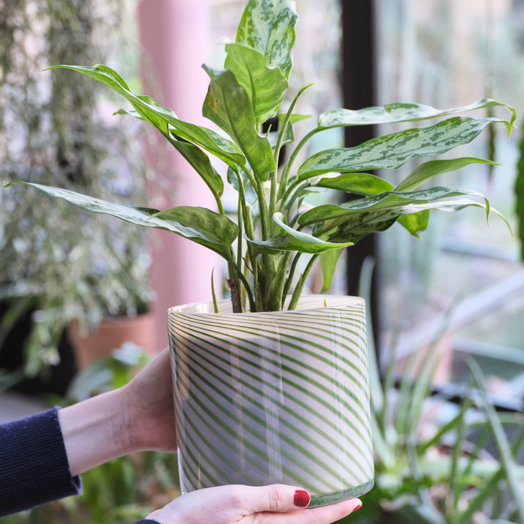 Green Large Spiral Glass Planter