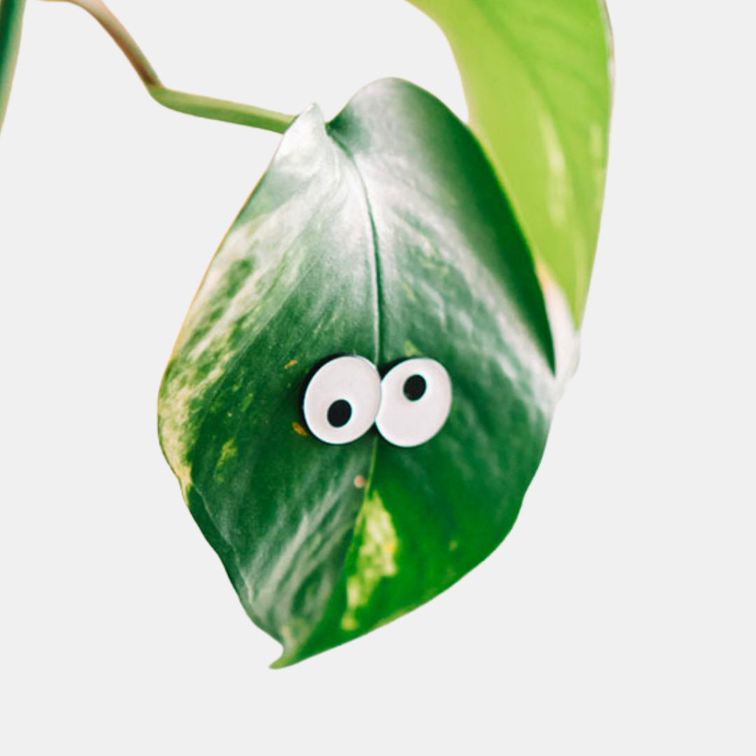 Glow Eyes Magnetic Plant Charm Set